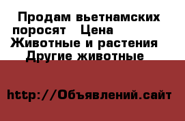 Продам вьетнамских поросят › Цена ­ 2 800 -  Животные и растения » Другие животные   